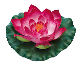 Pontec Pondo Lily root - Ornamente de gradina iazuri-acvarii.ro